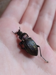 Carabus ulrichii