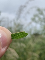 Hypericum perforatum