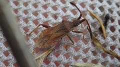 Coriomeris denticulatus