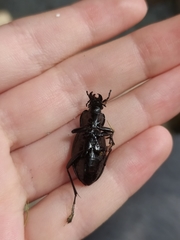 Carabus ulrichii