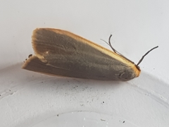 Eilema lurideola