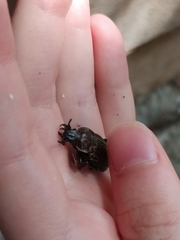 Carabus ulrichii