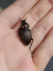 Carabus ulrichii