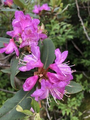 Rhododendron smokianum