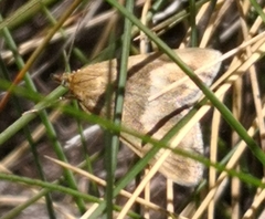 Pyrausta aerealis