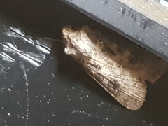 Agrotis segetum