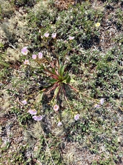 Claytonia acutifolia