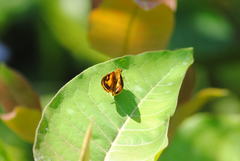Ceratrichiini