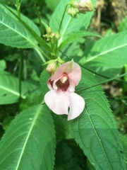 Impatiens glandulifera