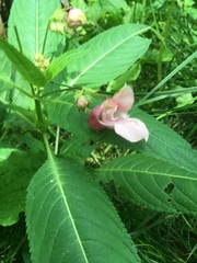 Impatiens glandulifera
