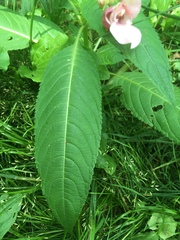Impatiens glandulifera