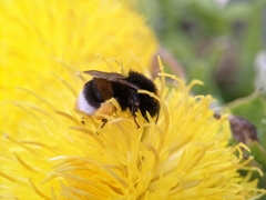 Bombus
