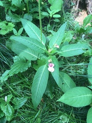 Impatiens glandulifera