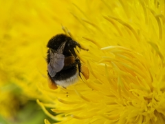 Bombus