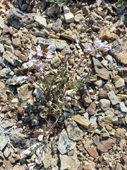 Astragalus tugarinovii