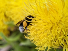 Bombus