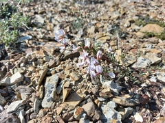 Astragalus tugarinovii