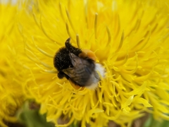 Bombus