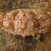 Florida Sea Cucumber - Photo (c) Kent Miller, some rights reserved (CC BY-ND), uploaded by Kent Miller