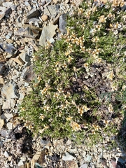 Pseudocherleria macrocarpa