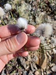 Eriophorum callitrix