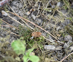 Leiobunum ventricosum