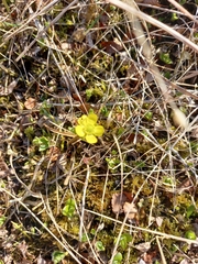 Ranunculus pygmaeus