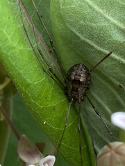 Leiobunum calcar