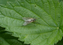 Rhagio annulatus