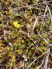 Ranunculus pygmaeus