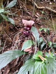 Tacca