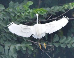Egretta garzetta