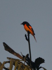 Pericrocotus flammeus