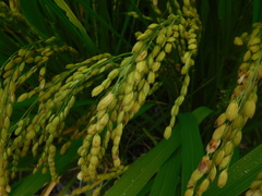 Oryza sativa