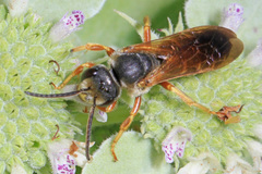Halictus parallelus