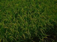 Oryza sativa