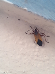 Dysdercus