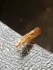 Limnephilus marmoratus