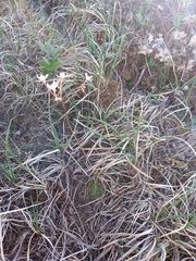 Micranthes redofskyi