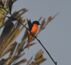 Pericrocotus flammeus