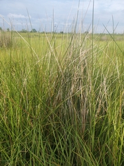 Juncus roemerianus