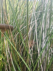 Juncus roemerianus