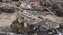 Nomadacris septemfasciata