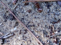 Aphaenogaster senilis