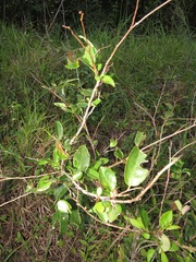 Sclerocroton integerrimus