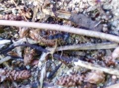 Aphaenogaster senilis