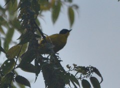 Rubigula melanicterus