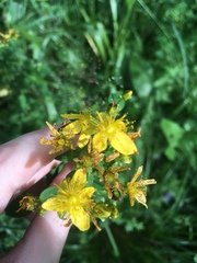 Hypericum maculatum