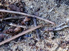 Aphaenogaster senilis
