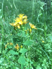 Hypericum maculatum